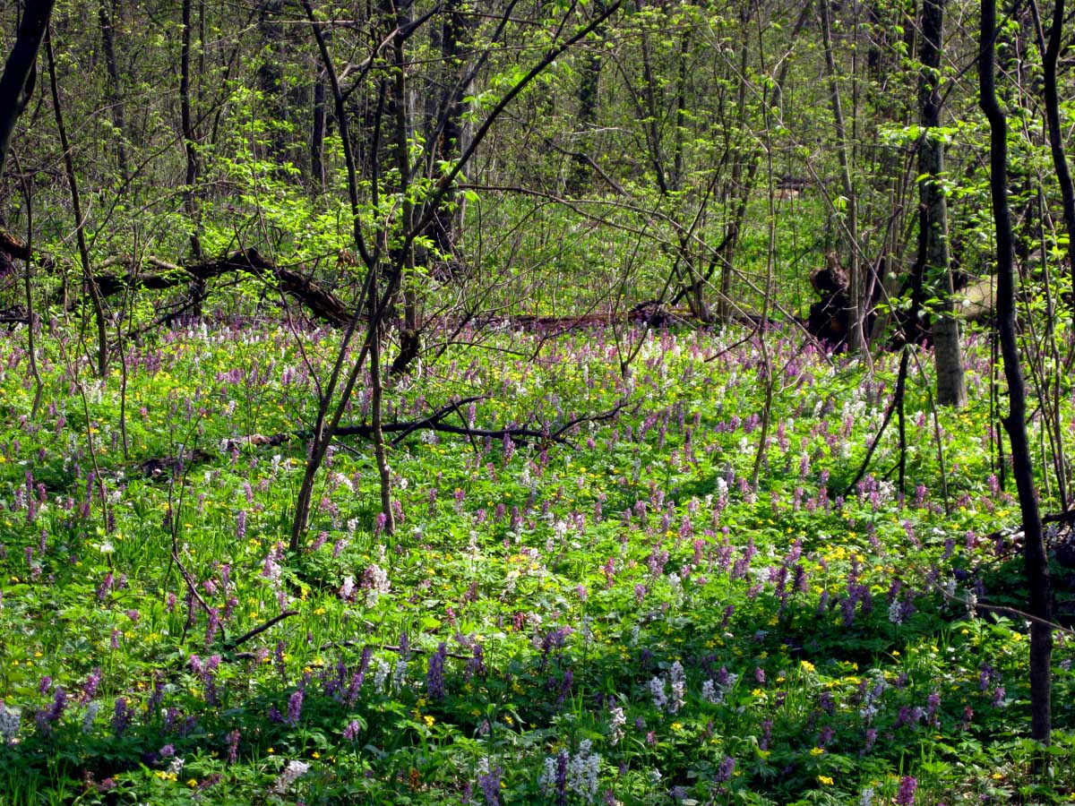 Лесники, низинная часть, image of landscape/habitat.