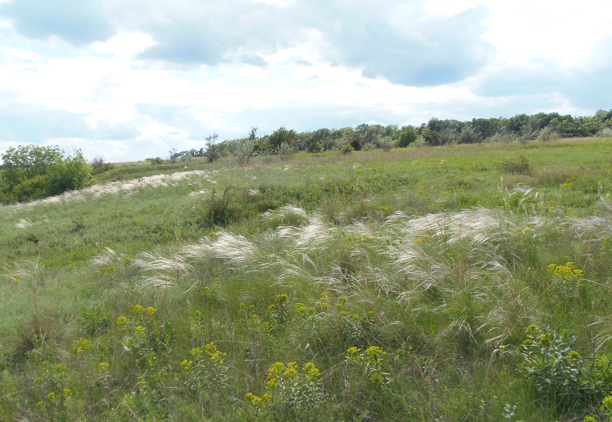 Балка Партизанская, image of landscape/habitat.