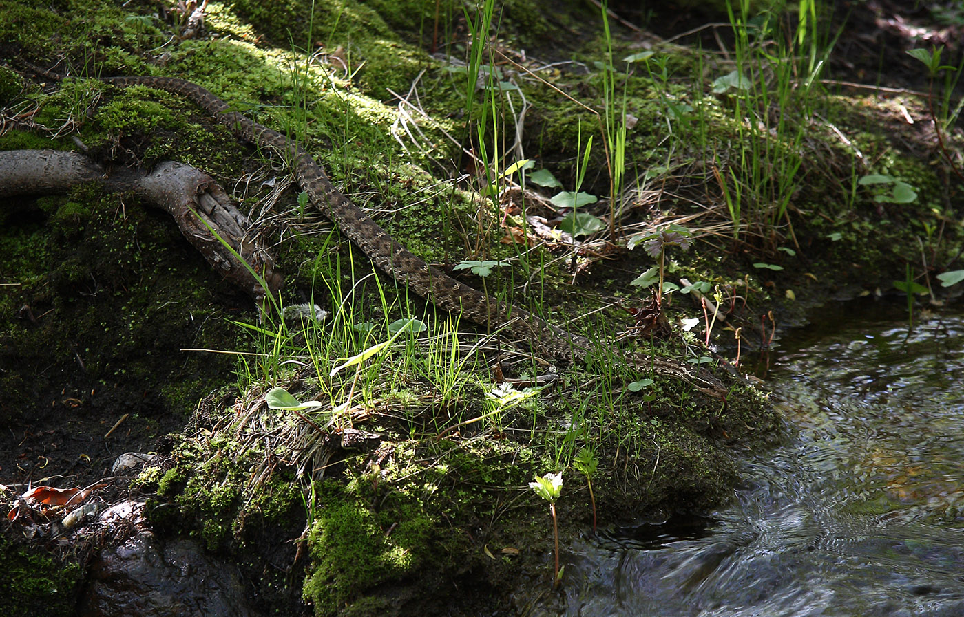 Окрестности Сармы, image of landscape/habitat.