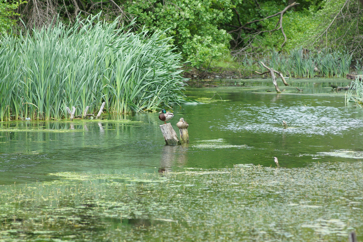 Балка Бирючья, image of landscape/habitat.