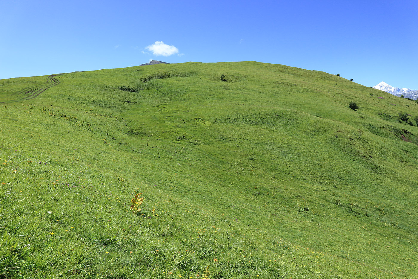 Фытын, image of landscape/habitat.
