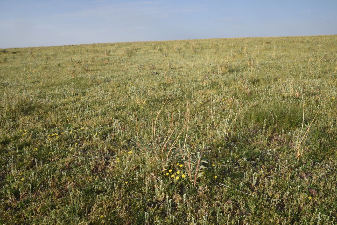 Сусузчукур, image of landscape/habitat.