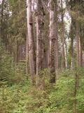Шалго-Бодуновский лес, изображение ландшафта.