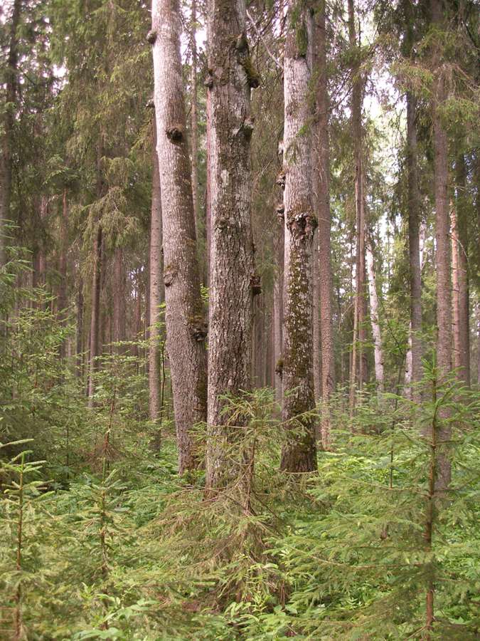 Шалго-Бодуновский лес, image of landscape/habitat.