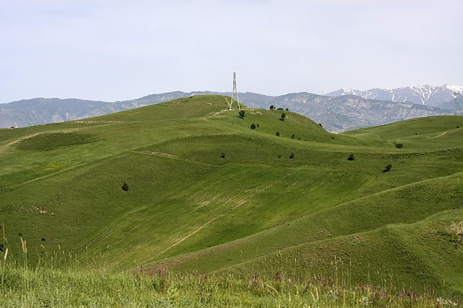 Северные холмы, image of landscape/habitat.
