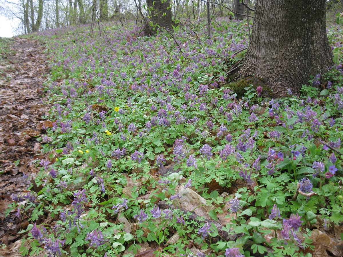 Жуков хутор, image of landscape/habitat.