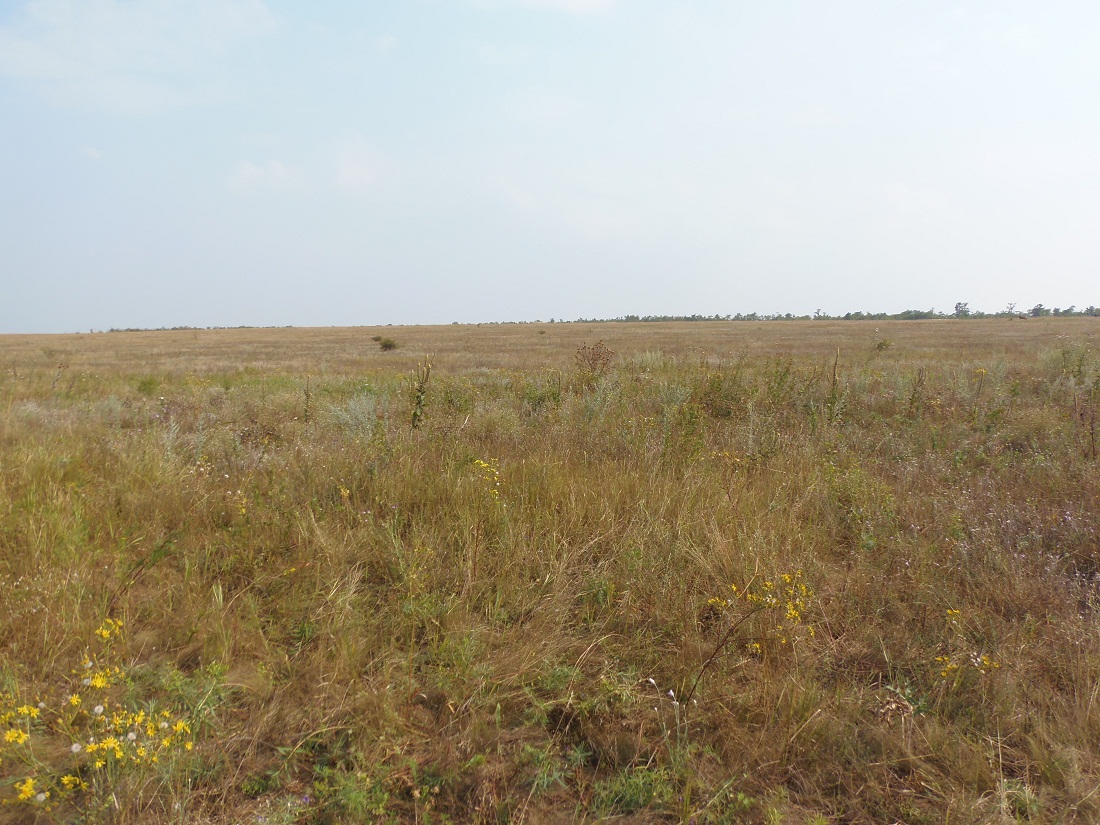 Между Стульнево и Черниговкой, image of landscape/habitat.