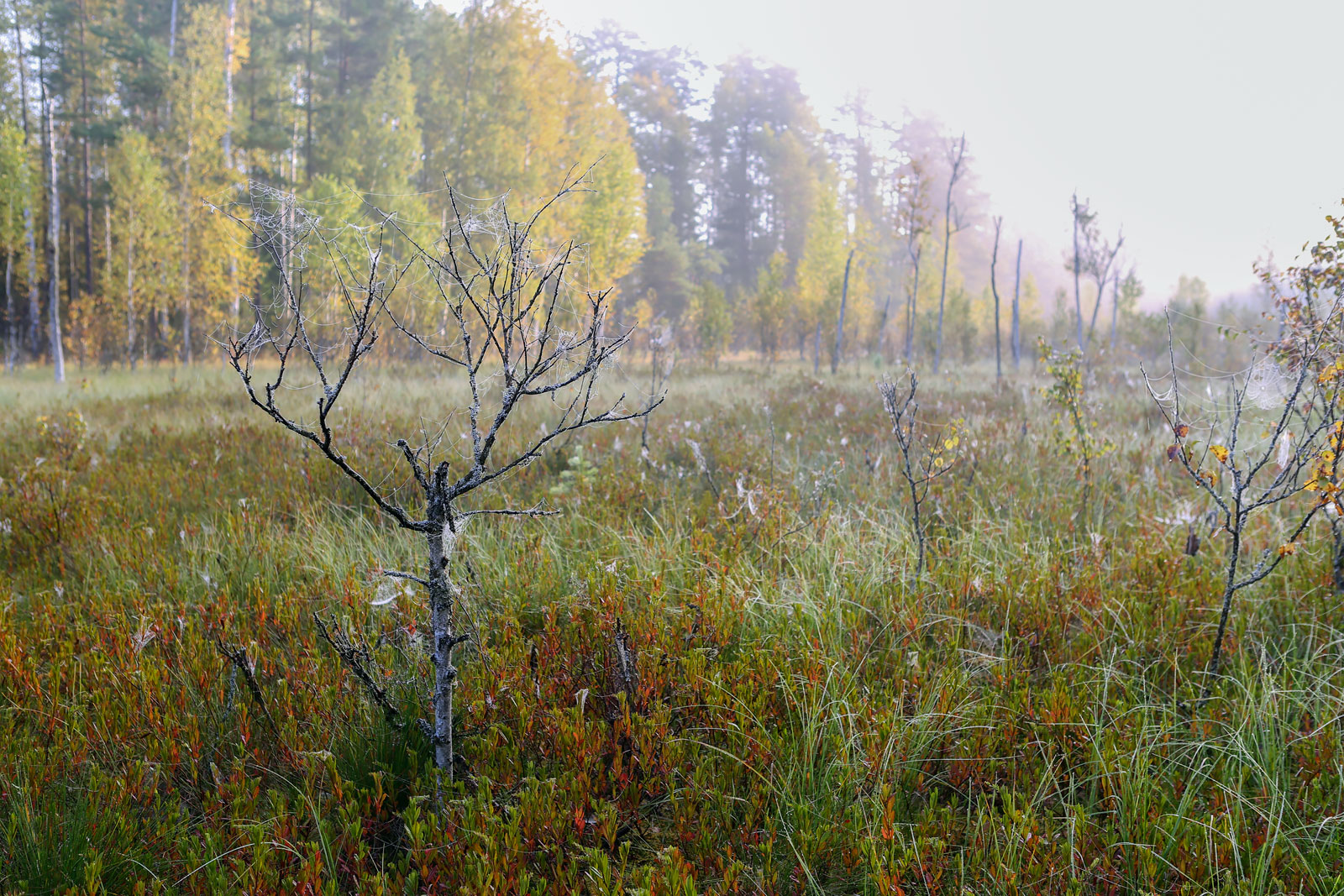 Кунчурихинский бор, image of landscape/habitat.