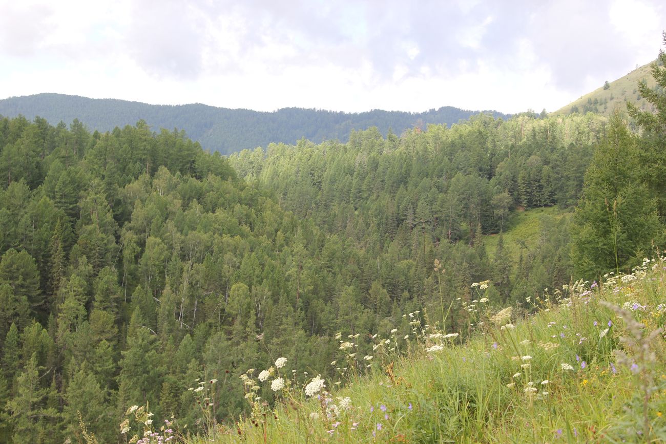 Урочище Маральник 3, image of landscape/habitat.