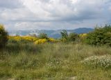 Дендропарк НПИ Куб ГТУ, image of landscape/habitat.