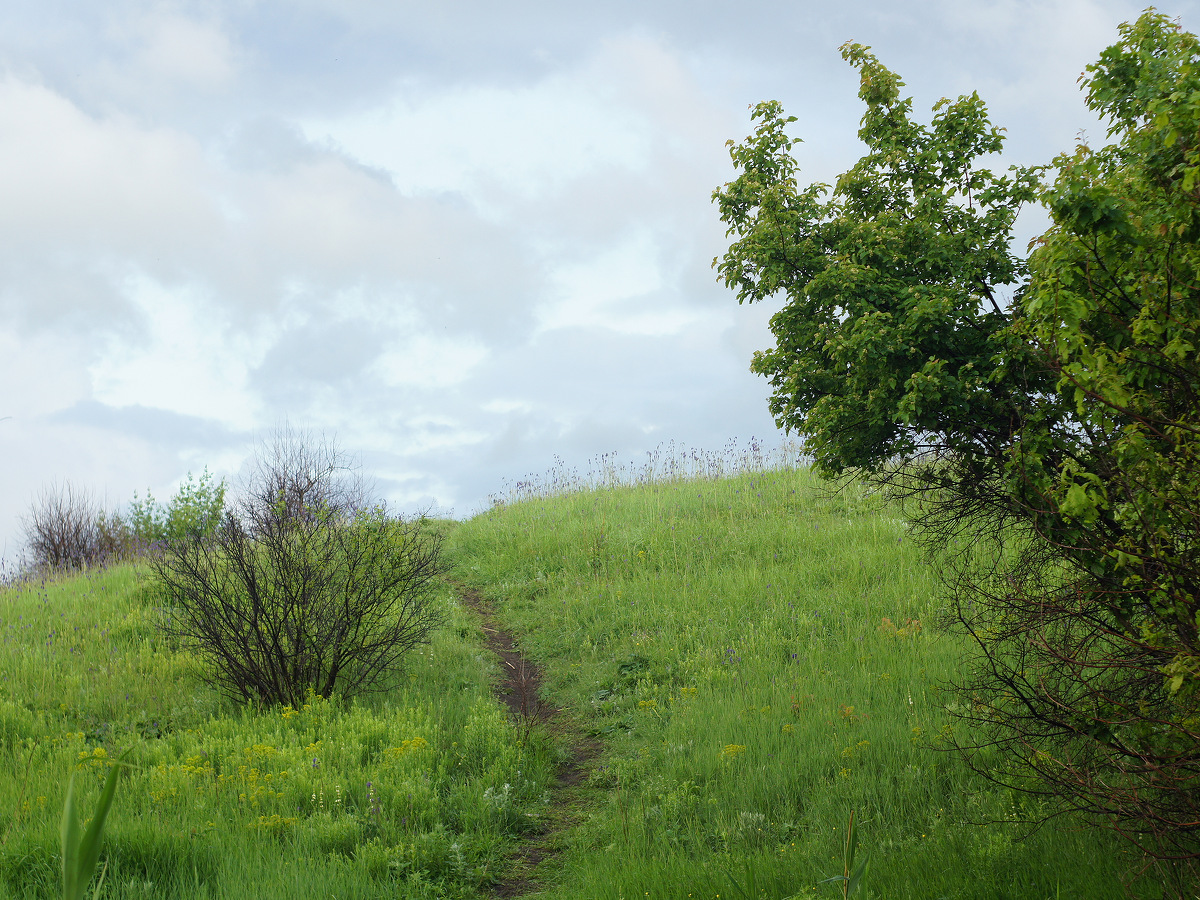 Балка Бирючья, image of landscape/habitat.