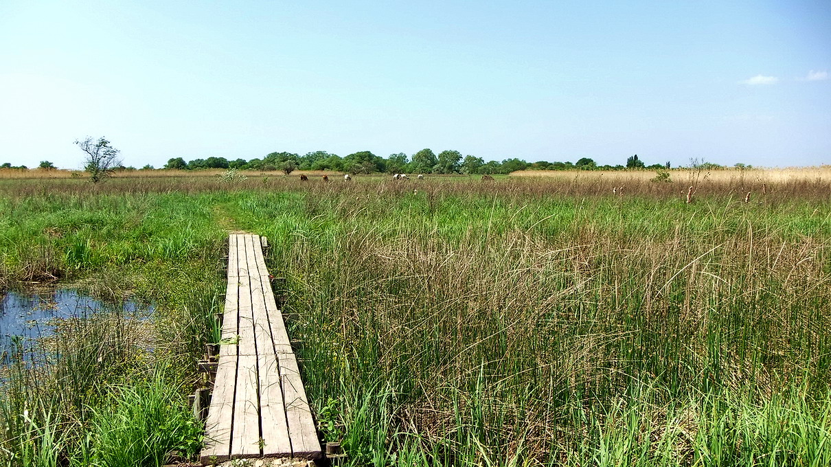 Дельта Дона, image of landscape/habitat.