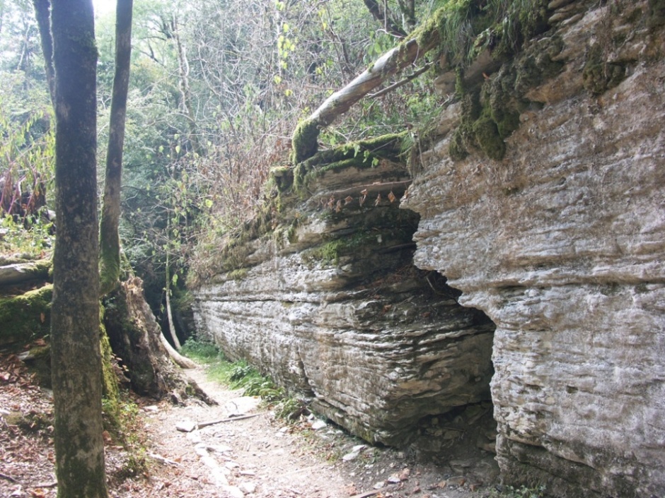 Хоста, image of landscape/habitat.