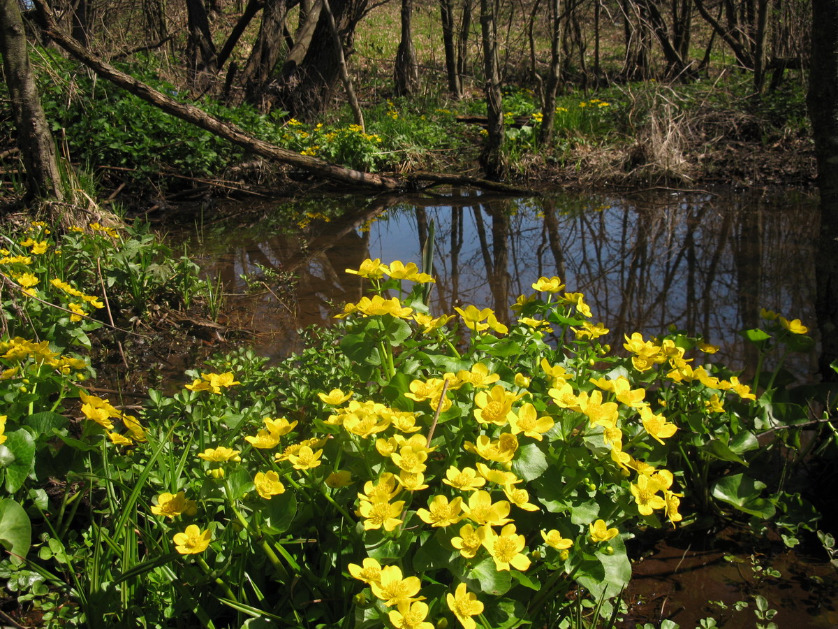 Жуков хутор, image of landscape/habitat.