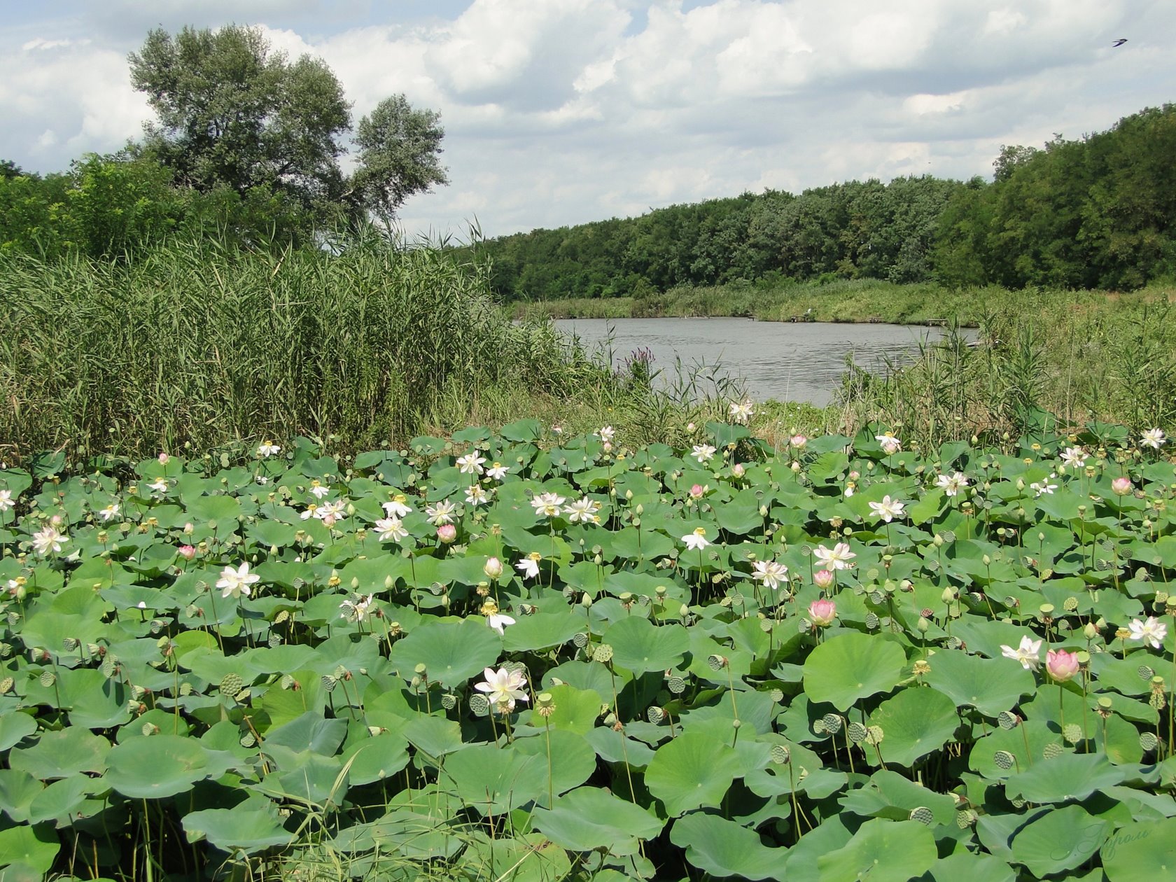 М4 - р. Понура 2-я, image of landscape/habitat.