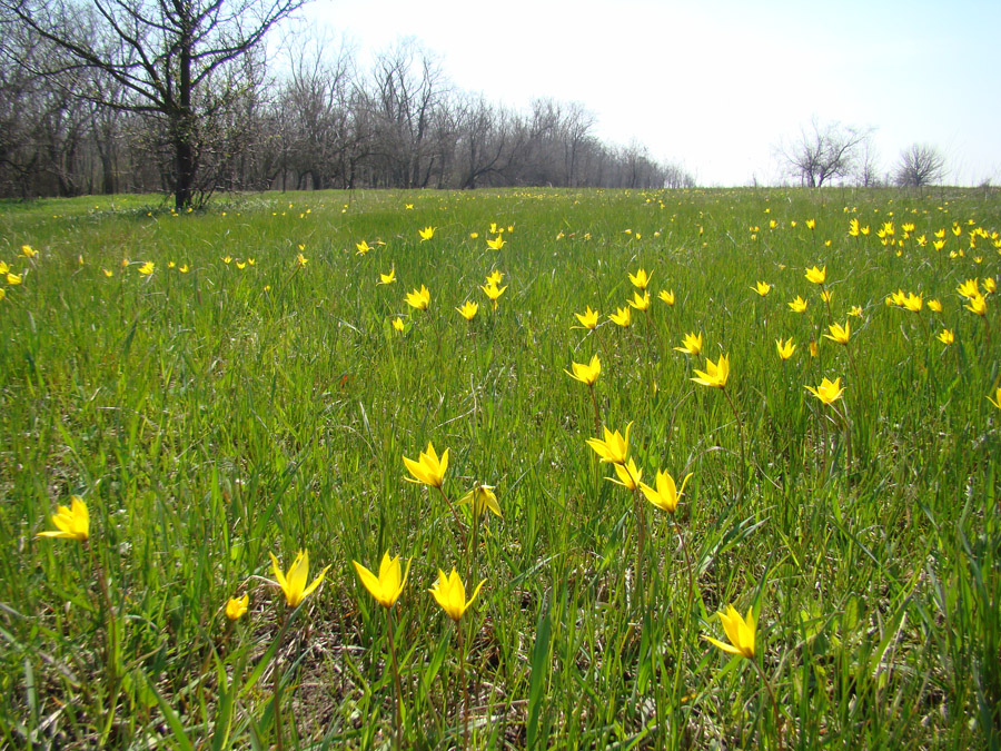 Белосарайская коса, image of landscape/habitat.