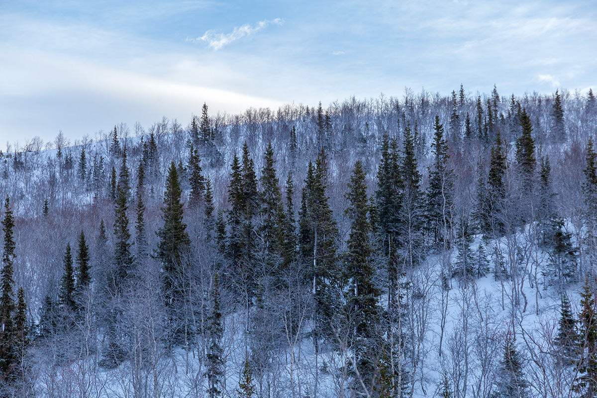Кукисвумчорр, image of landscape/habitat.