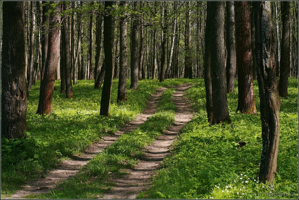 Дубна и окрестности, image of landscape/habitat.