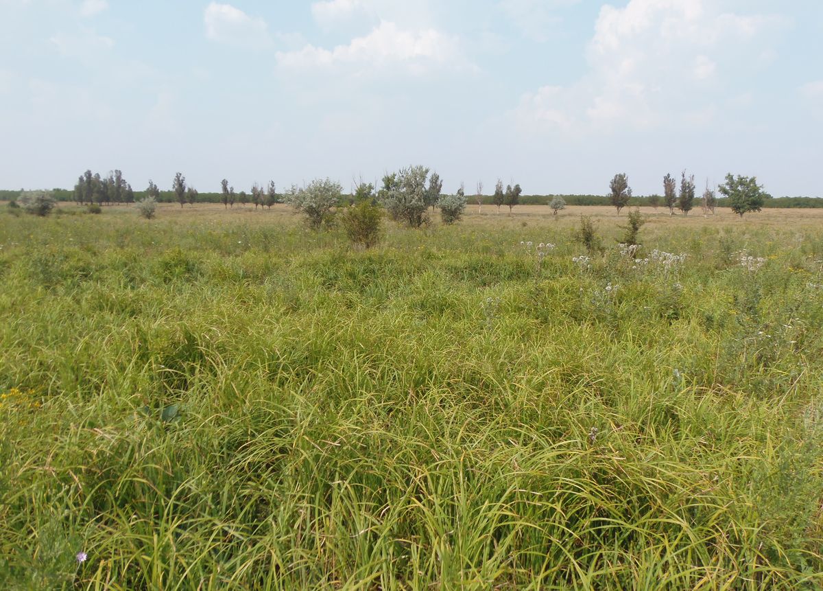 Между Стульнево и Черниговкой, image of landscape/habitat.