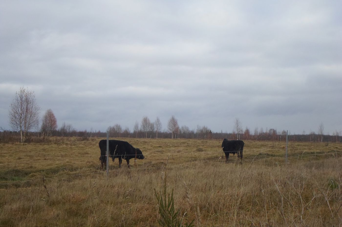 Чистая Дуброва, image of landscape/habitat.