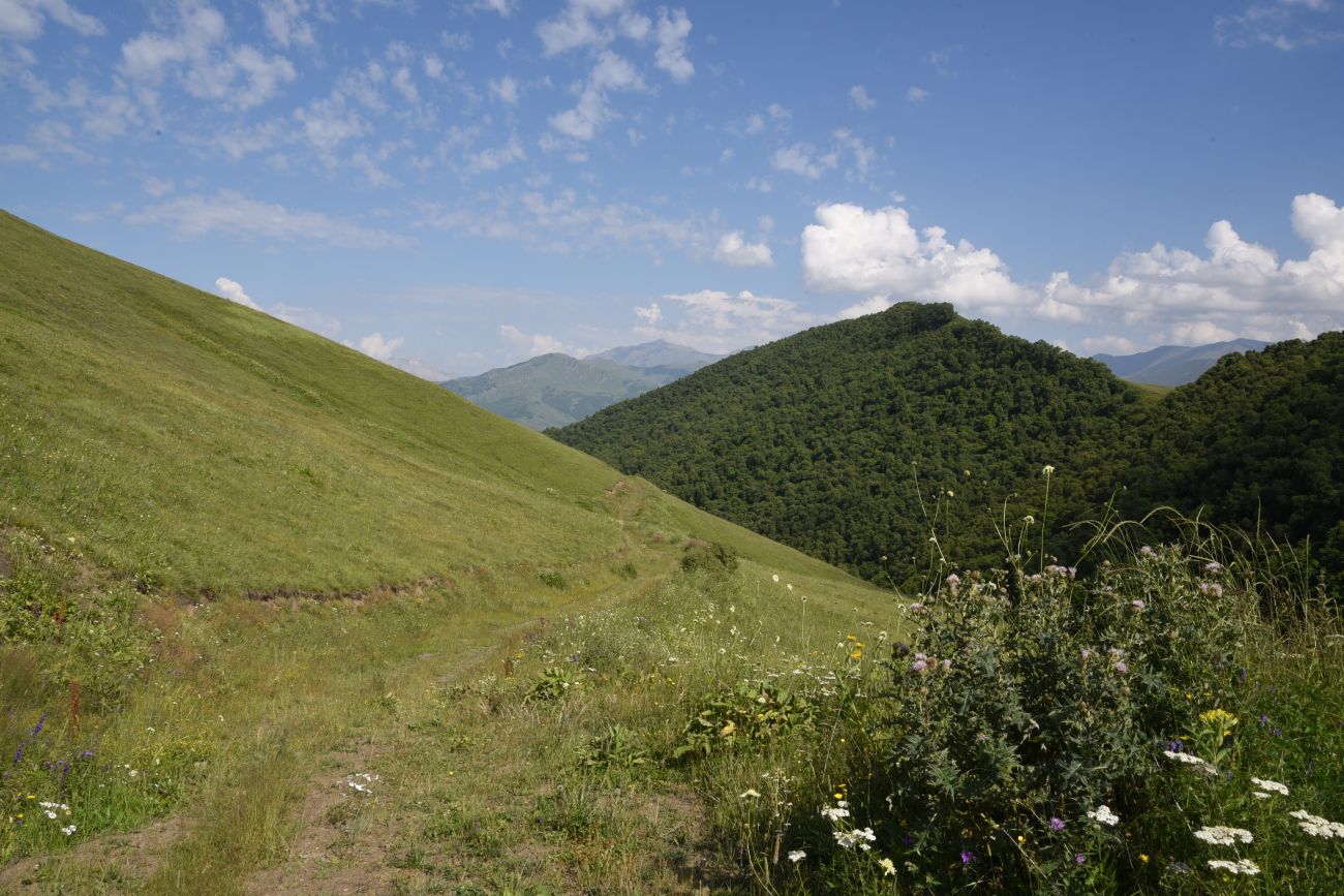 Юго-восточный склон Чархунышкорт, изображение ландшафта.