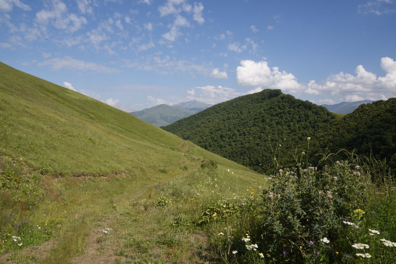Юго-восточный склон Чархунышкорт, image of landscape/habitat.