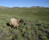 Кальдера Немрут, image of landscape/habitat.