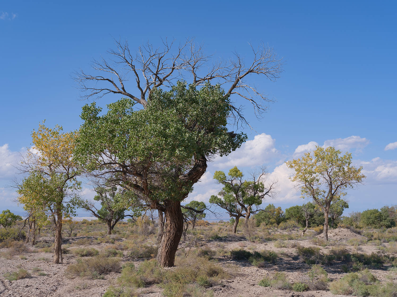Каракульдек, image of landscape/habitat.