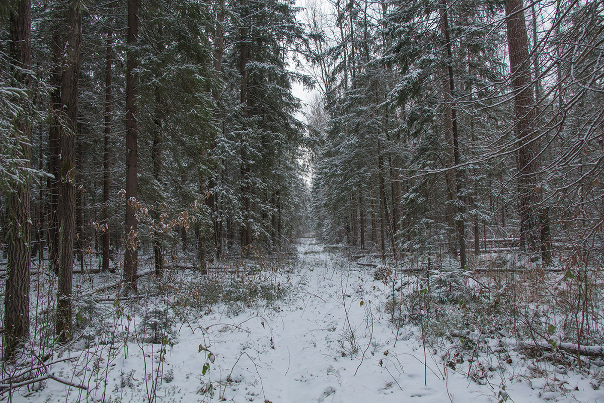 Приокско-Террасный заповедник, image of landscape/habitat.