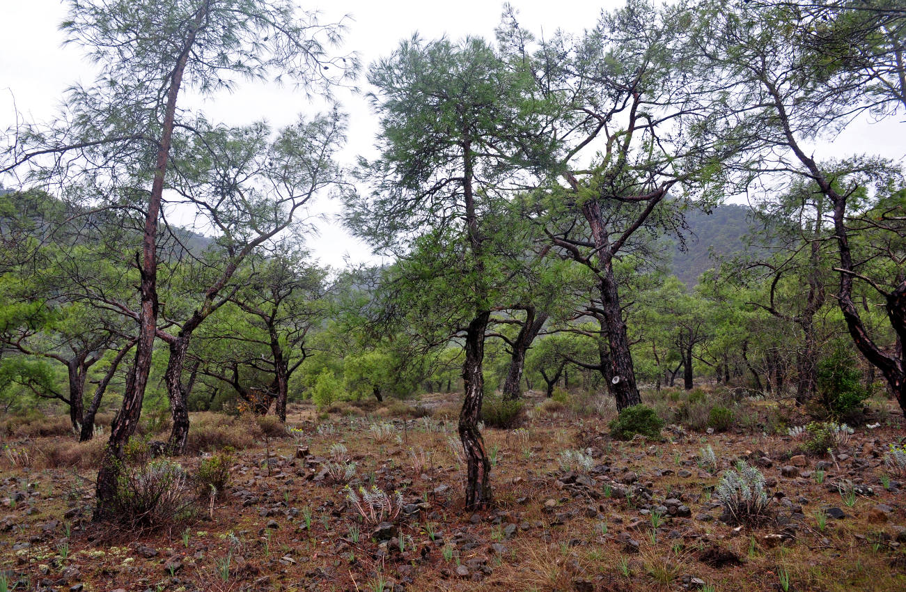 Бухта Чиралы и окрестности, image of landscape/habitat.