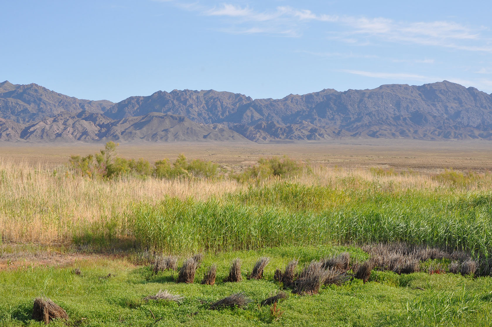 Шолак, image of landscape/habitat.