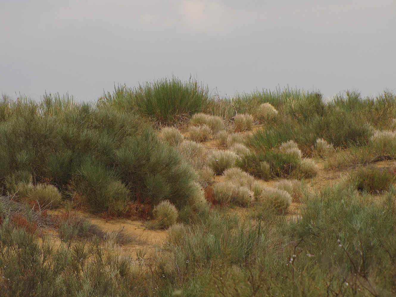 Пески на окраине города Холон, image of landscape/habitat.