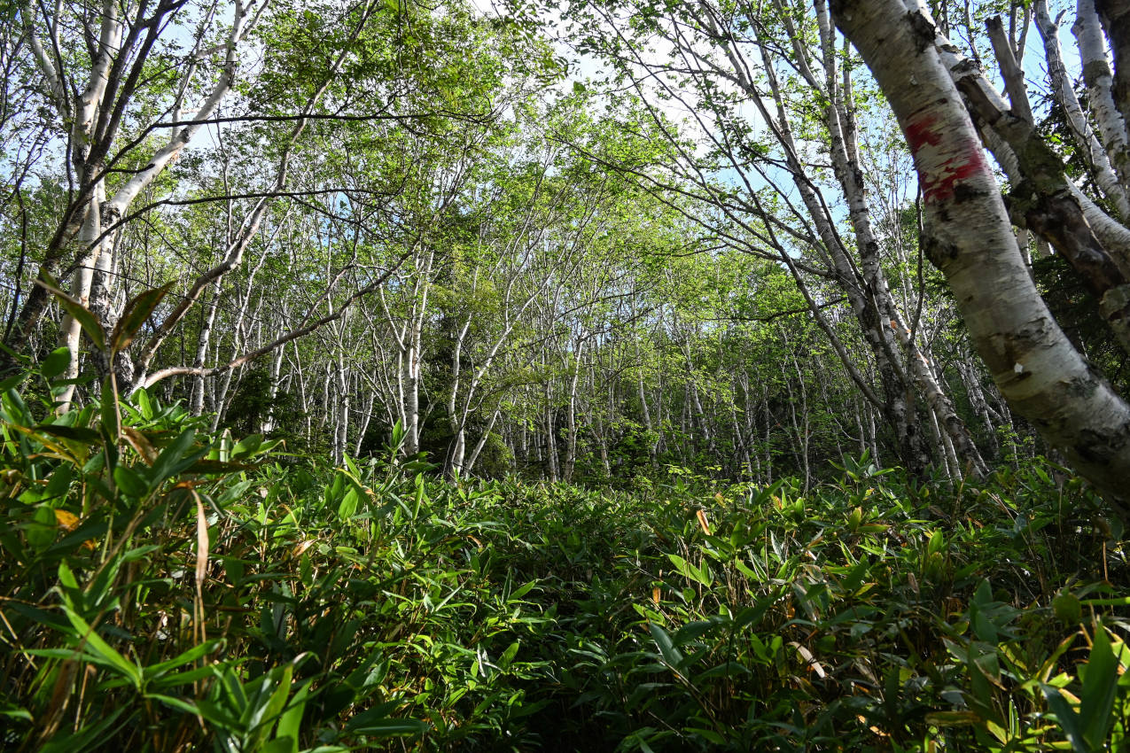 Пик Чехова, image of landscape/habitat.