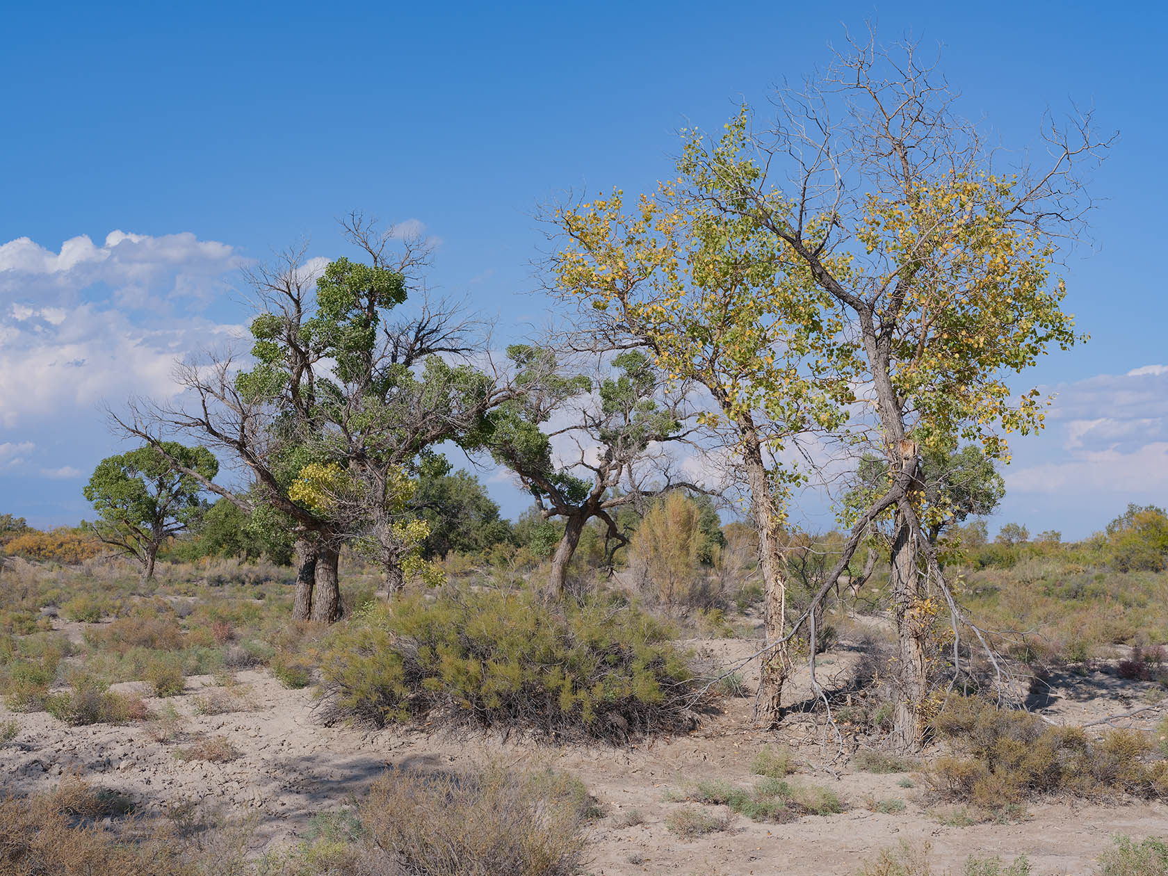 Каракульдек, image of landscape/habitat.