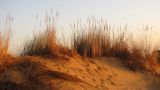 Пески на окраине города Холон, image of landscape/habitat.