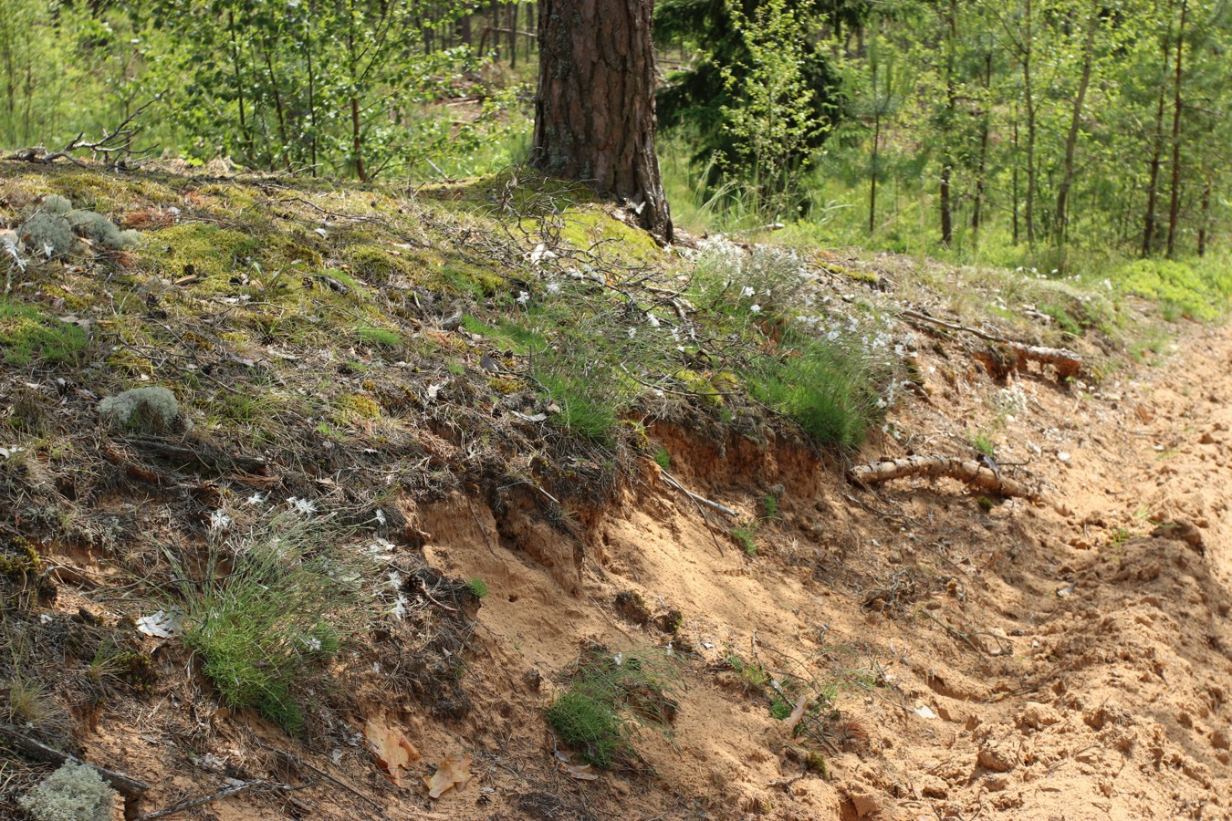 Сурмино, image of landscape/habitat.
