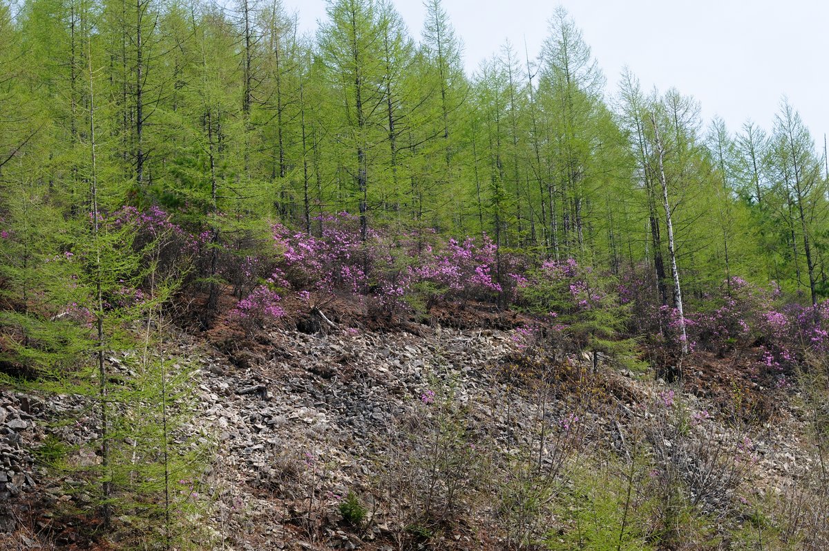 Высокогорский перевал, image of landscape/habitat.