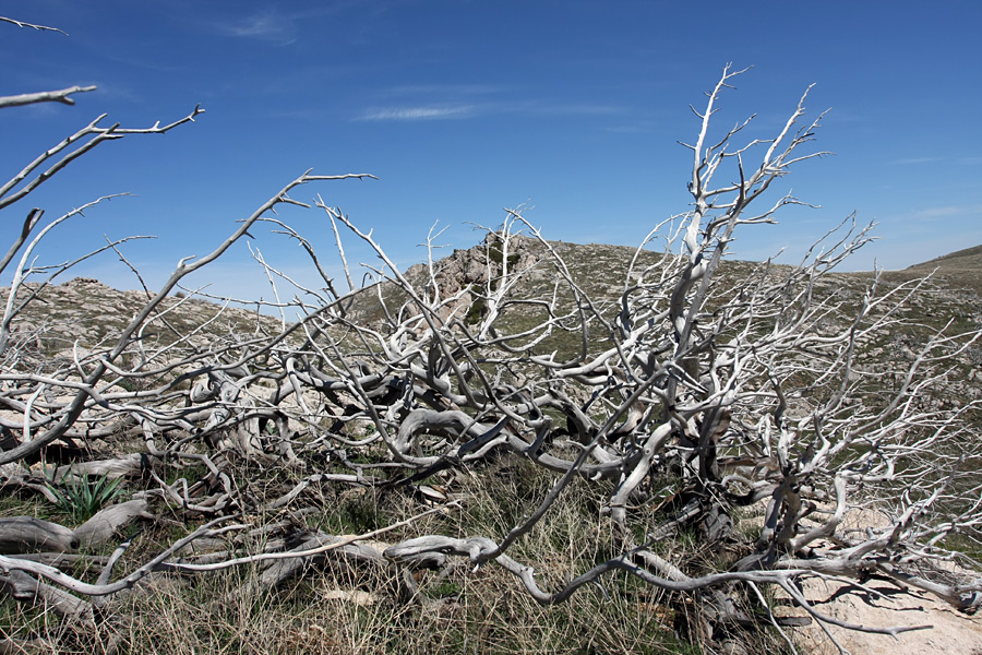 Горы Алатау, image of landscape/habitat.