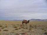 Окрестности поселка Сагсай, image of landscape/habitat.