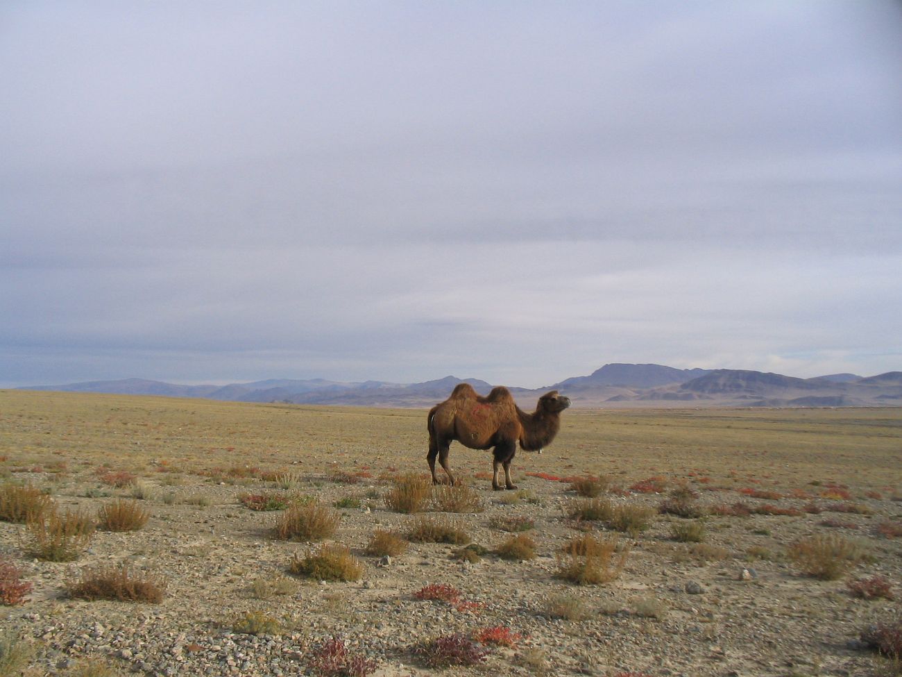 Окрестности поселка Сагсай, image of landscape/habitat.