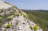 Карьер на горе Лысая, image of landscape/habitat.