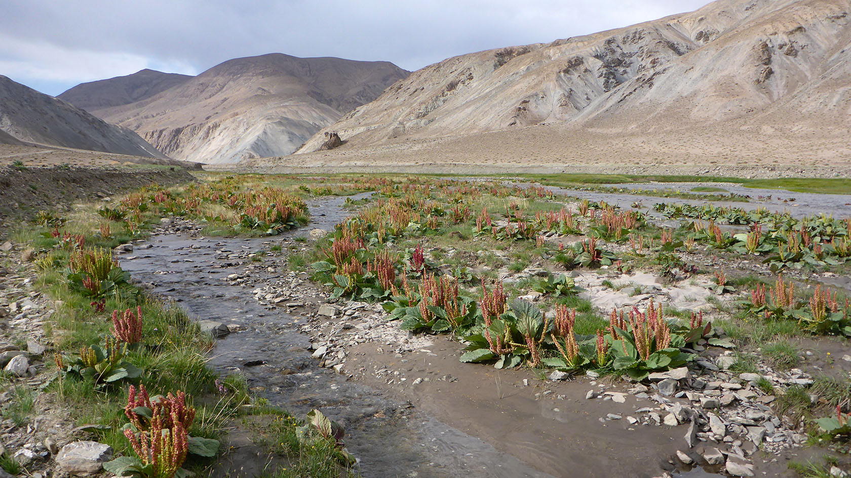 Верховья реки Кокуйбель, image of landscape/habitat.
