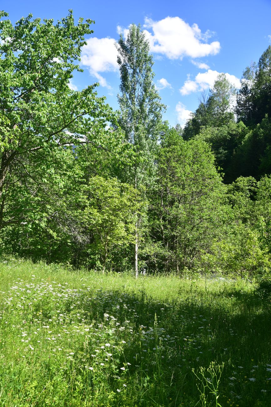Окрестности Гюльпынар, image of landscape/habitat.