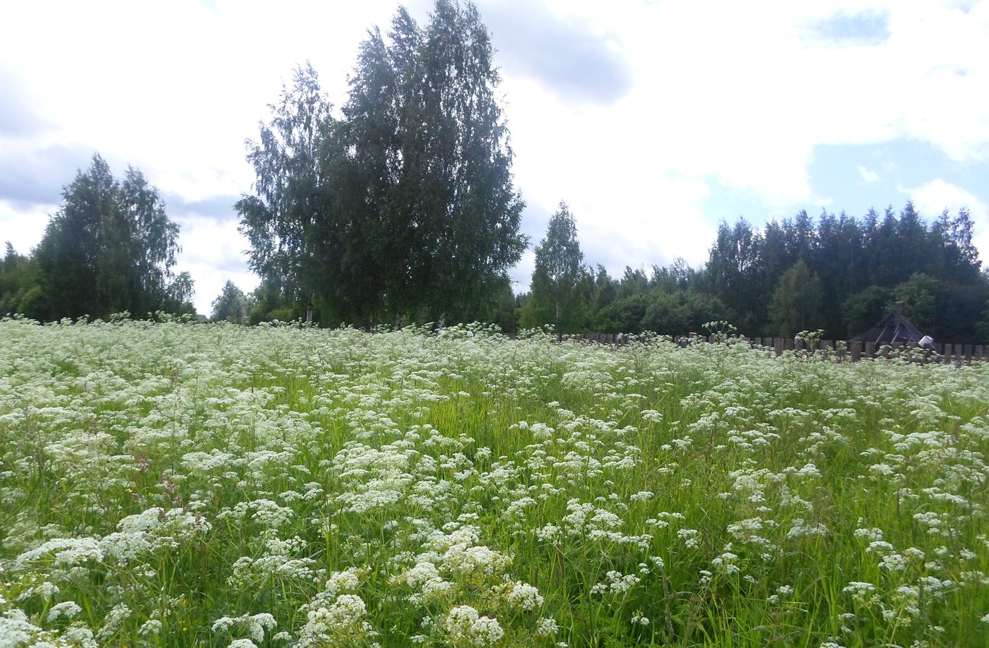 Чистая Дуброва, image of landscape/habitat.