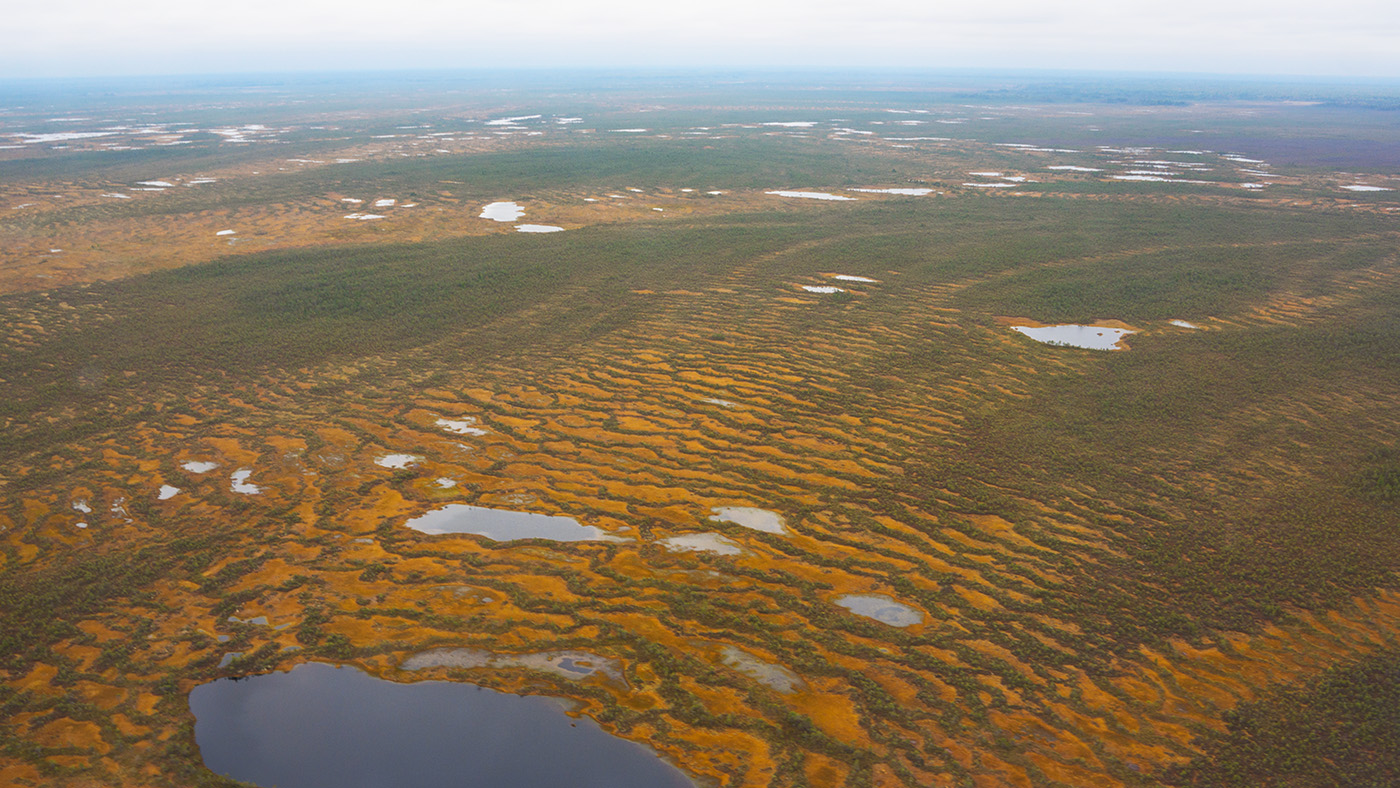 Водораздел Оби и Васюгана, image of landscape/habitat.