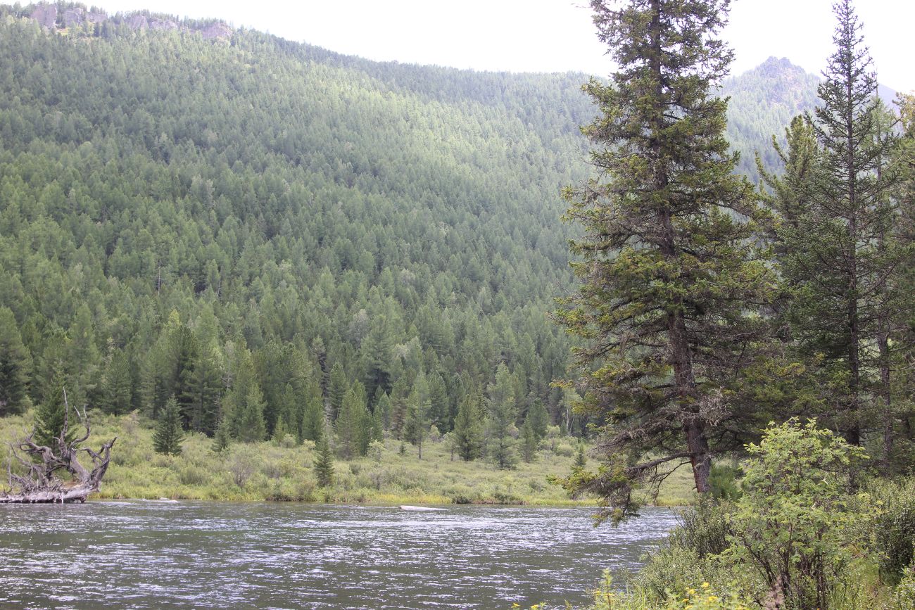 Долина реки Мульта, image of landscape/habitat.