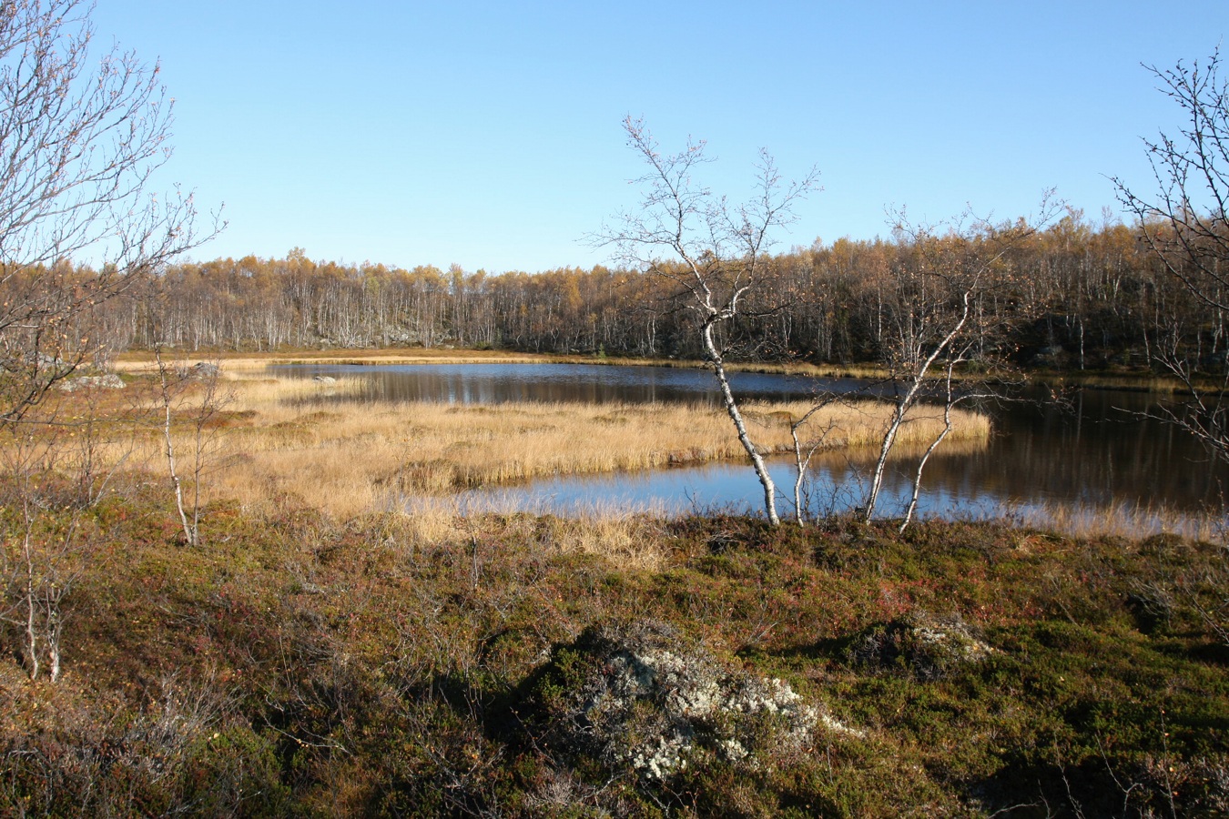 Окрестности озера Лапоть, image of landscape/habitat.