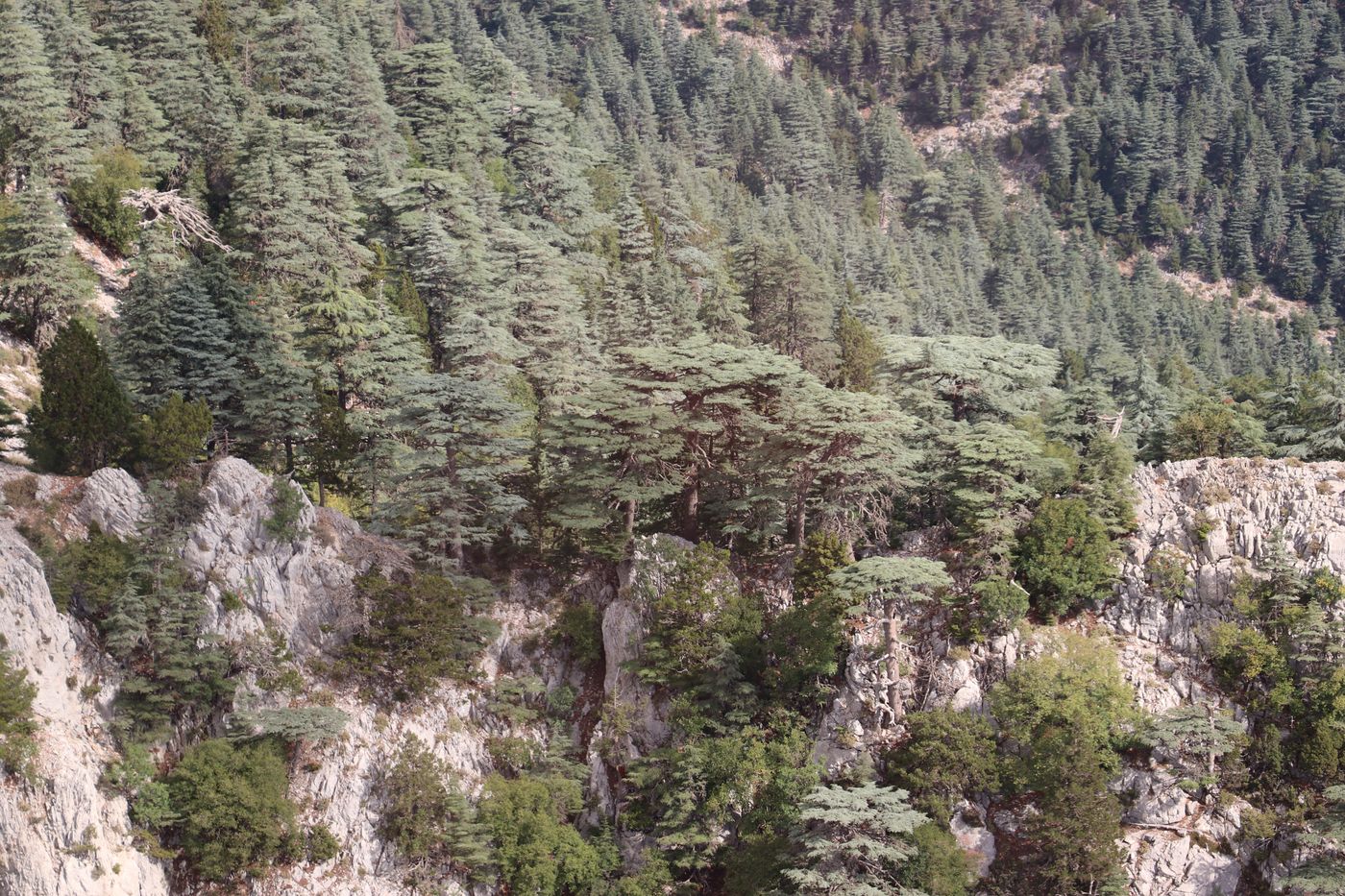 Гора Тахталы, image of landscape/habitat.