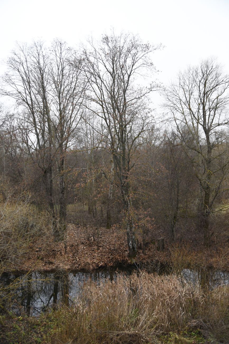 Окрестности деревни Рыхотка, image of landscape/habitat.