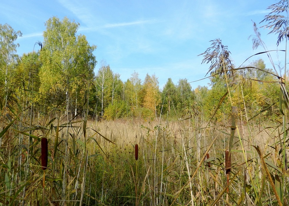 Электрогорск и его окрестности, image of landscape/habitat.